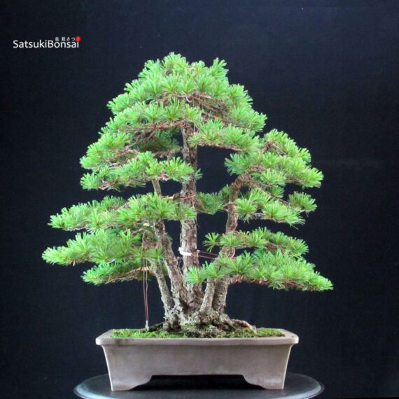 Pinus Pentaphylla - Goyomatsu - immagine 4