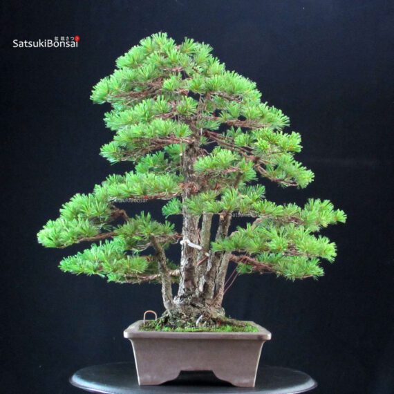 Pinus Pentaphylla - Goyomatsu - immagine 5