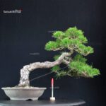 Pinus Thunbergii Kuromatsu