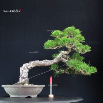 Pinus Thunbergii Kuromatsu