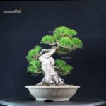 Pinus Thunbergii Kuromatsu - immagine 2