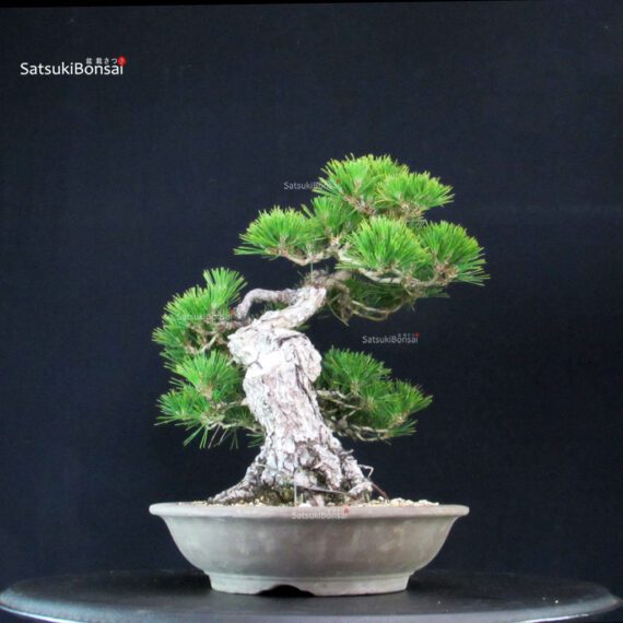 Pinus Thunbergii Kuromatsu - immagine 2