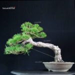 Pinus Thunbergii Kuromatsu - immagine 3