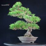Pinus Thunbergii Kuromatsu - immagine 4