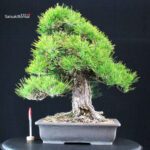 Pinus Thunbergii Kuromatsu