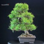 Pinus Thunbergii Kuromatsu - immagine 2