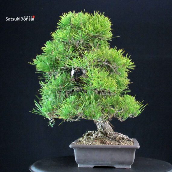 Pinus Thunbergii Kuromatsu - immagine 2