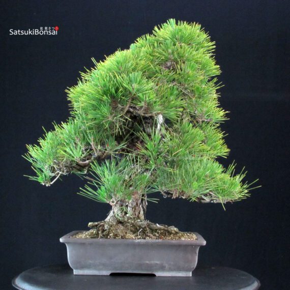 Pinus Thunbergii Kuromatsu - immagine 3