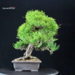 Pinus Thunbergii Kuromatsu - immagine 4