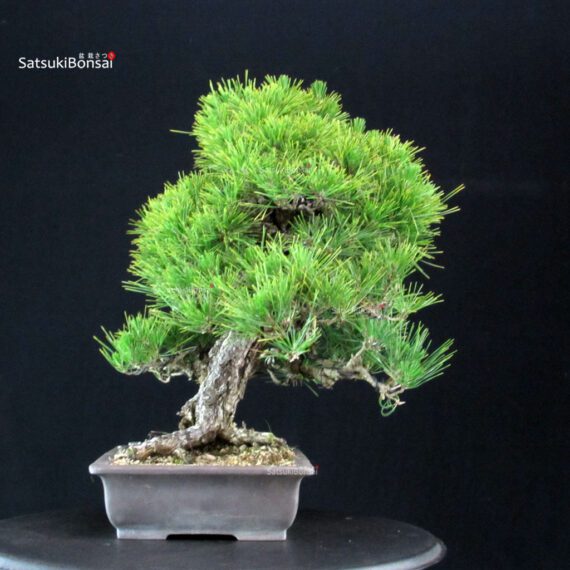 Pinus Thunbergii Kuromatsu - immagine 4