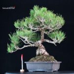 Pinus Thunbergii Kuromatsu