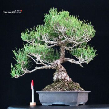 Pinus Thunbergii Kuromatsu