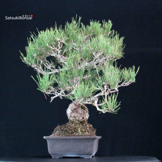 Pinus Thunbergii Kuromatsu - immagine 2