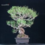 Pinus Thunbergii Kuromatsu - immagine 4
