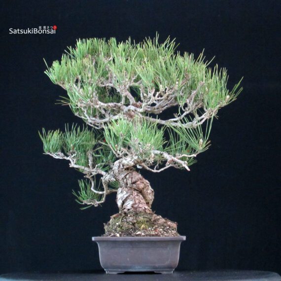 Pinus Thunbergii Kuromatsu - immagine 4