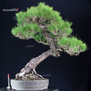 Pinus Thunbergii Kuromatsu RISERVATO