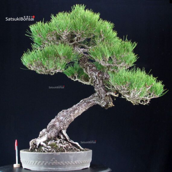255602_1-Pinus-thunbergii Pinus Thunbergii Kuromatsu RISERVATO - immagine 1
