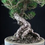 Pinus Thunbergii Kuromatsu RISERVATO - immagine 10