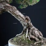 Pinus Thunbergii Kuromatsu RISERVATO - immagine 11