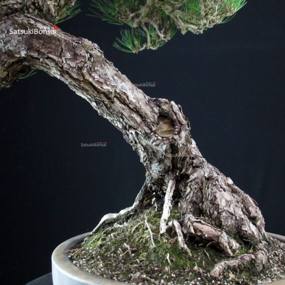 Pinus Thunbergii Kuromatsu RISERVATO - immagine 11
