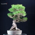 Pinus Thunbergii Kuromatsu RISERVATO - immagine 2