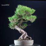 Pinus Thunbergii Kuromatsu RISERVATO - immagine 3