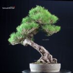 Pinus Thunbergii Kuromatsu RISERVATO - immagine 4