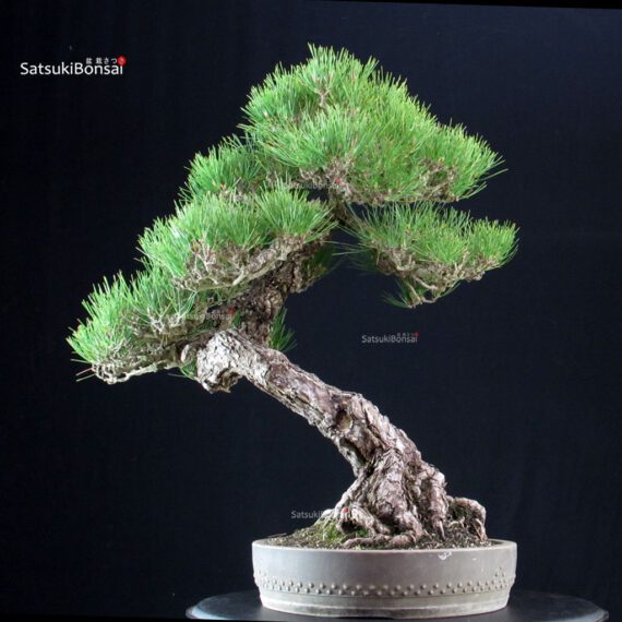 Pinus Thunbergii Kuromatsu RISERVATO - immagine 4