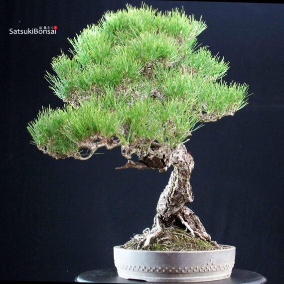 Pinus Thunbergii Kuromatsu RISERVATO - immagine 5
