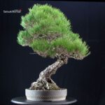 Pinus Thunbergii Kuromatsu RISERVATO - immagine 6