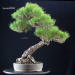 Pinus Thunbergii Kuromatsu RISERVATO - immagine 7