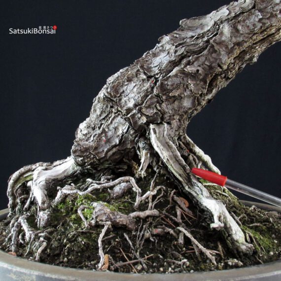 Pinus Thunbergii Kuromatsu RISERVATO - immagine 8