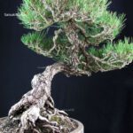 Pinus Thunbergii Kuromatsu RISERVATO - immagine 9