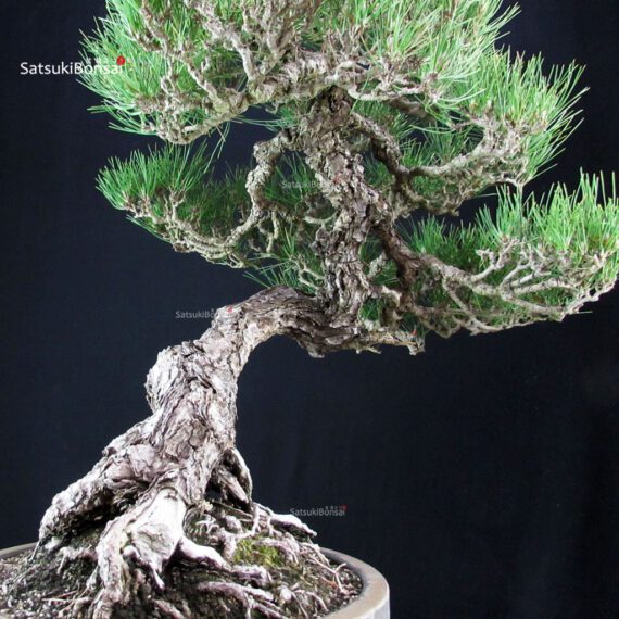 Pinus Thunbergii Kuromatsu RISERVATO - immagine 9