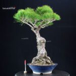 Pinus Thunbergii Kuromatsu