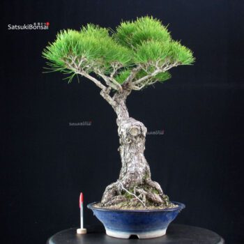 Pinus Thunbergii Kuromatsu