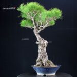 Pinus Thunbergii Kuromatsu - immagine 2