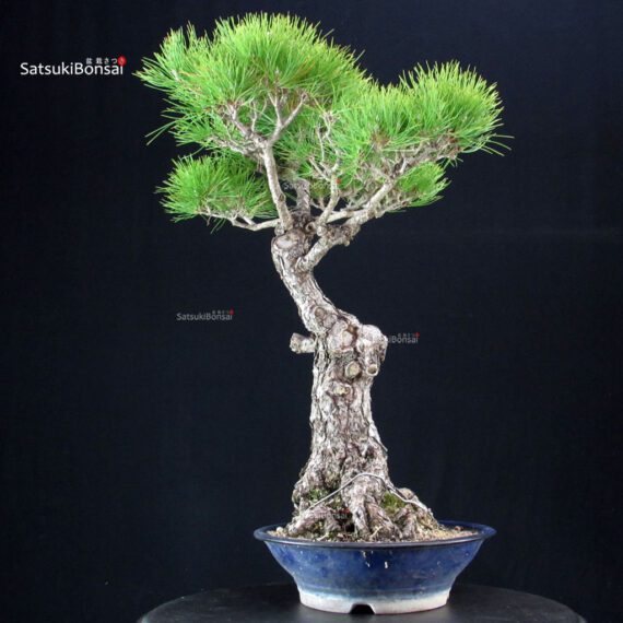 Pinus Thunbergii Kuromatsu - immagine 2