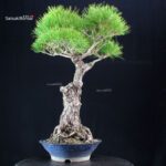 Pinus Thunbergii Kuromatsu - immagine 3