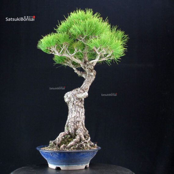 Pinus Thunbergii Kuromatsu - immagine 4