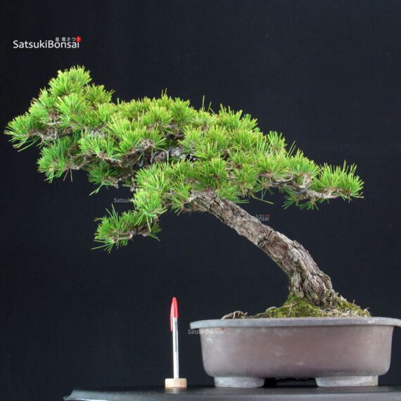 Pinus Thunbergii Kuromatsu - immagine 1