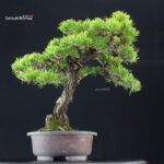 Pinus Thunbergii Kuromatsu - immagine 2