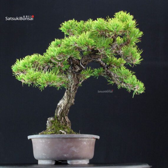 Pinus Thunbergii Kuromatsu - immagine 2