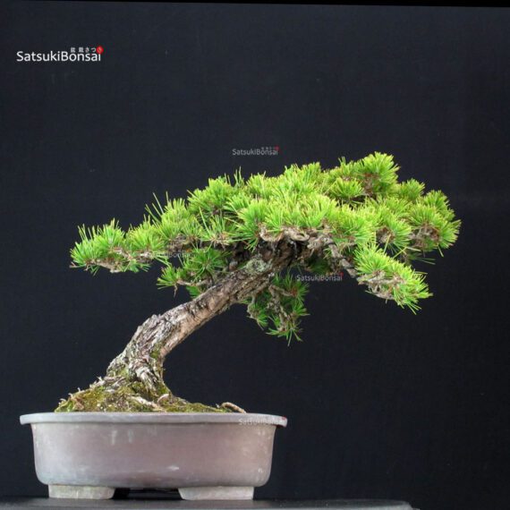Pinus Thunbergii Kuromatsu - immagine 3