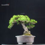 Pinus Thunbergii Kuromatsu - immagine 4