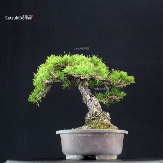 Pinus Thunbergii Kuromatsu - immagine 4