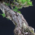 Pinus Thunbergii Kuromatsu - immagine 5