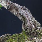 Pinus Thunbergii Kuromatsu - immagine 6