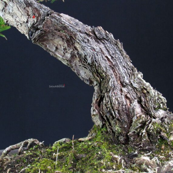 Pinus Thunbergii Kuromatsu - immagine 6