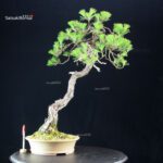 Pinus Thunbergii Kuromatsu